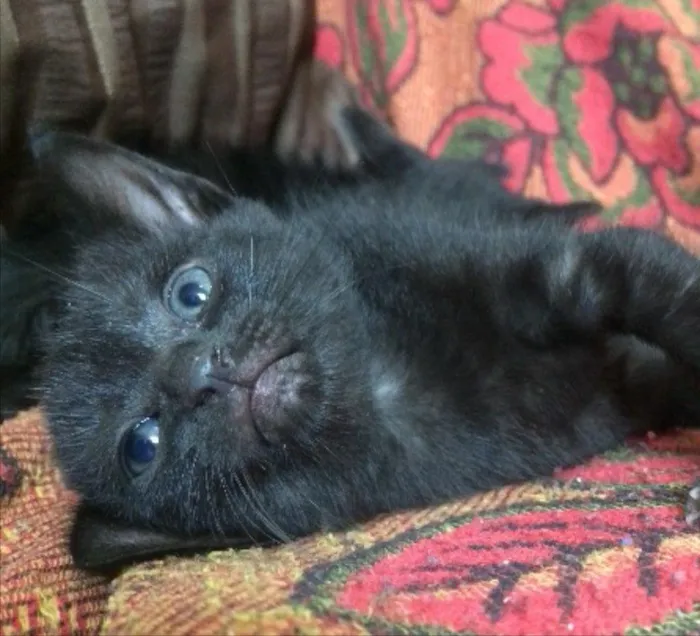 Gato ra a Sem raça definida idade Abaixo de 2 meses nome Mimi