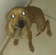 Bebe