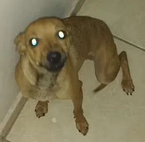 Cachorro ra a Pinticher  idade 7 a 11 meses nome Bebe