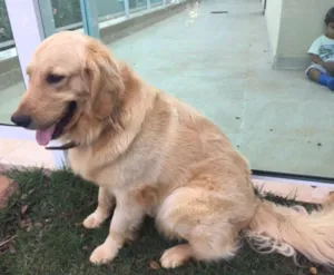 Cachorro raça Golden idade 1 ano nome Mila
