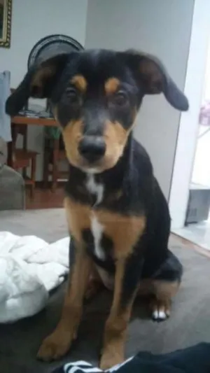 Cachorro raça Vira Lata (SRD) idade 2 a 6 meses nome Malu