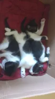 Pipoca
