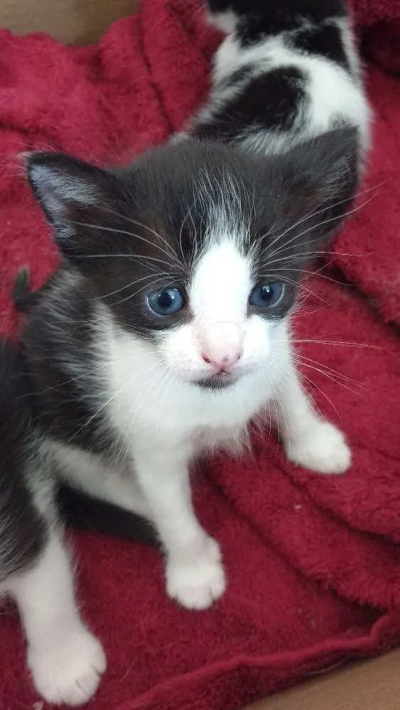 Gato raça SRD idade 2 a 6 meses nome Pipoca
