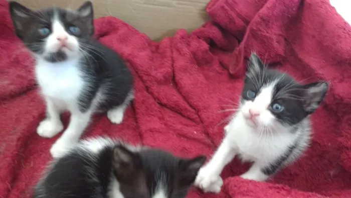 Gato raça SRD idade 2 a 6 meses nome Pipoca