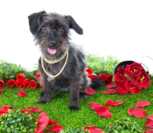 Cachorro raça SRD idade 1 ano nome Lucy