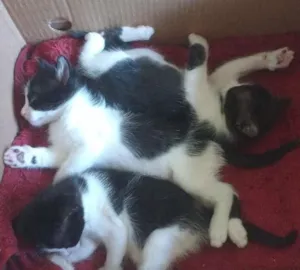 Gato raça SRD idade 2 a 6 meses nome Pipoca
