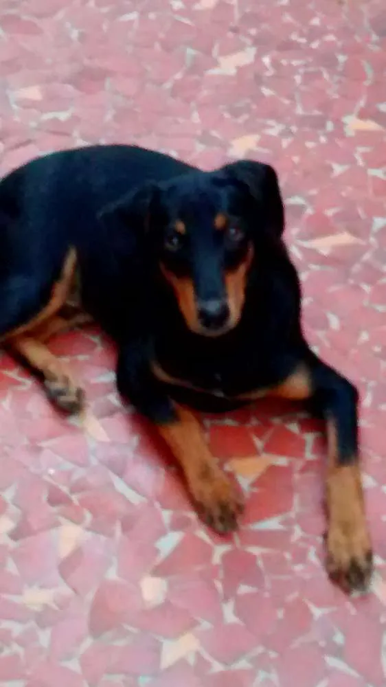 Cachorro ra a  idade 1 ano nome Liu