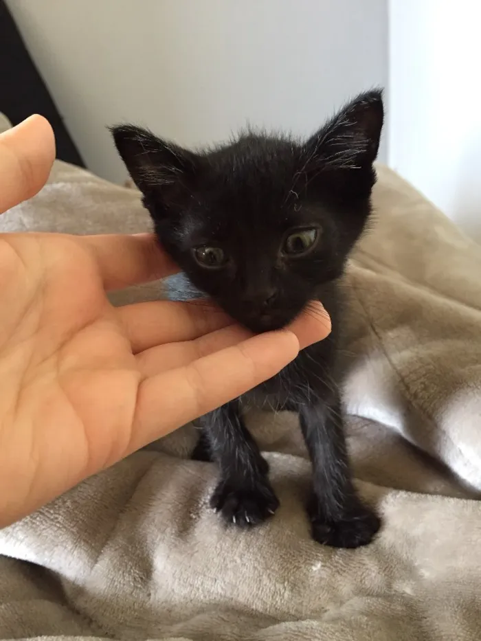 Gato ra a  idade 2 a 6 meses nome Não tem