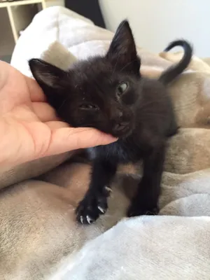 Gato raça  idade 2 a 6 meses nome Não tem