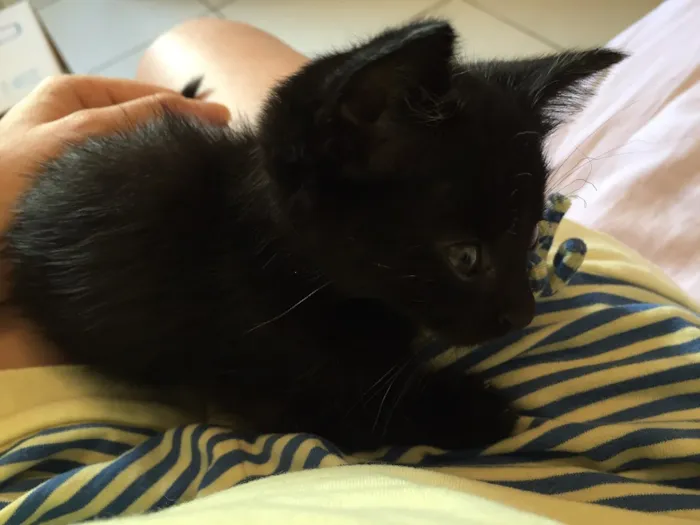 Gato ra a  idade 2 a 6 meses nome Não tem