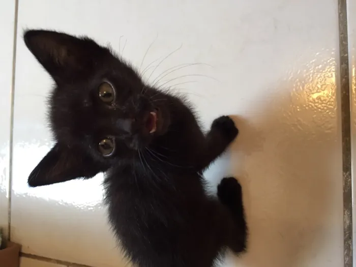 Gato ra a  idade 2 a 6 meses nome Não tem