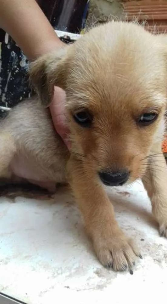 Cachorro ra a mestiça idade Abaixo de 2 meses nome nao tem