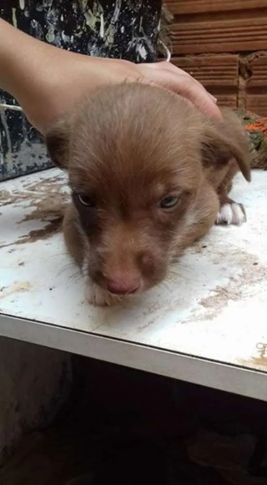 Cachorro ra a mestiça idade Abaixo de 2 meses nome nao tem