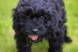 Cachorro raça Poodle idade 1 ano nome Bolotinha