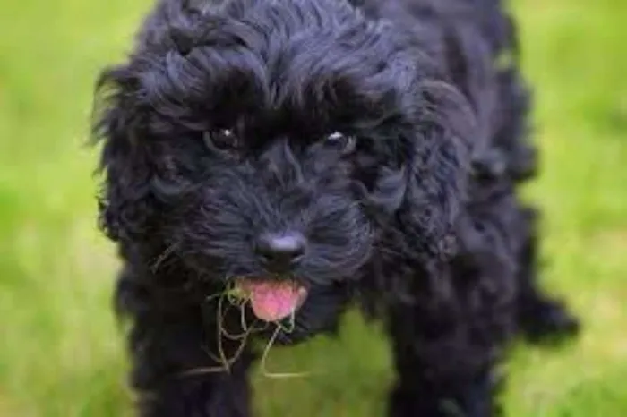 Cachorro ra a Poodle idade 1 ano nome Bolotinha