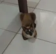 Gatinhos 