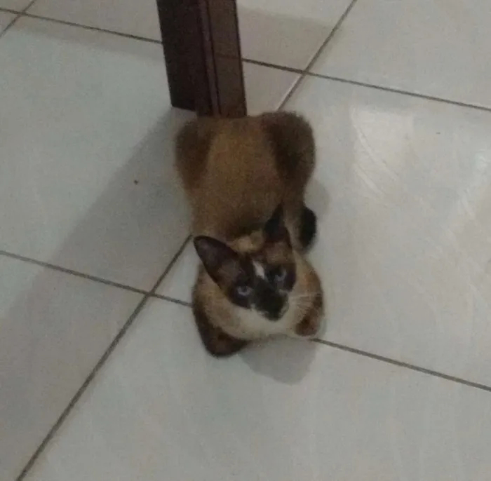 Gato raça Siamês  idade 2 a 6 meses nome Gatinhos 