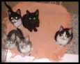 Gatinhos 