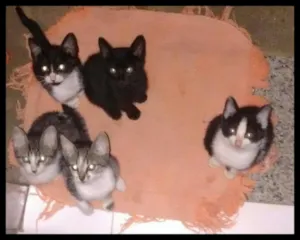Gato raça Siamês  idade 2 a 6 meses nome Gatinhos 