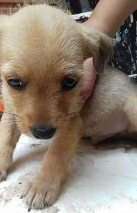 Cachorro ra a mestiça idade Abaixo de 2 meses nome nao tem