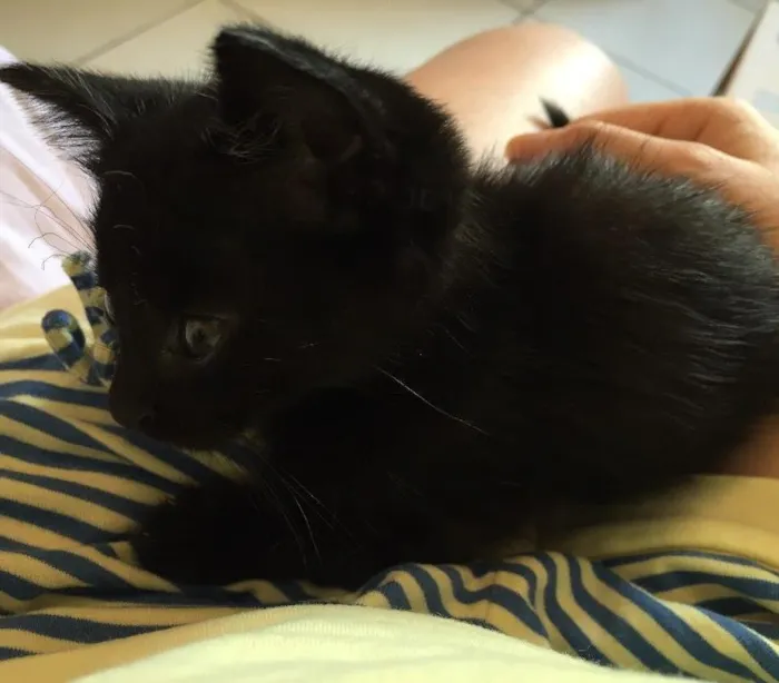 Gato ra a  idade 2 a 6 meses nome Não tem