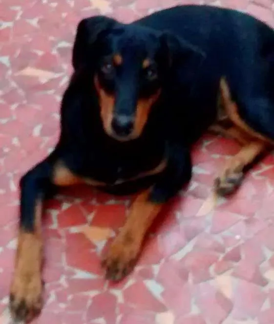 Cachorro ra a  idade 1 ano nome Liu