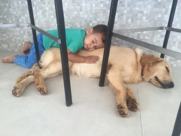 Cachorro raça Golden idade 1 ano nome Mila