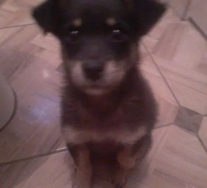 Cachorro raça  idade 2 a 6 meses nome Safira
