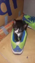 Gato