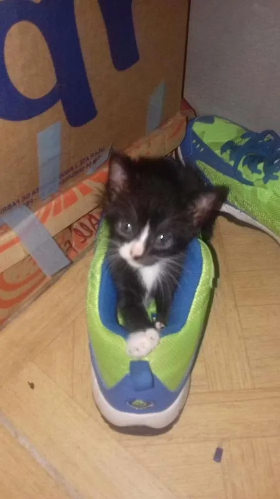 Gato raça Siamês  idade 2 a 6 meses nome Gato
