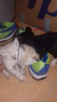 Gato