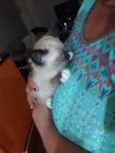 Filó