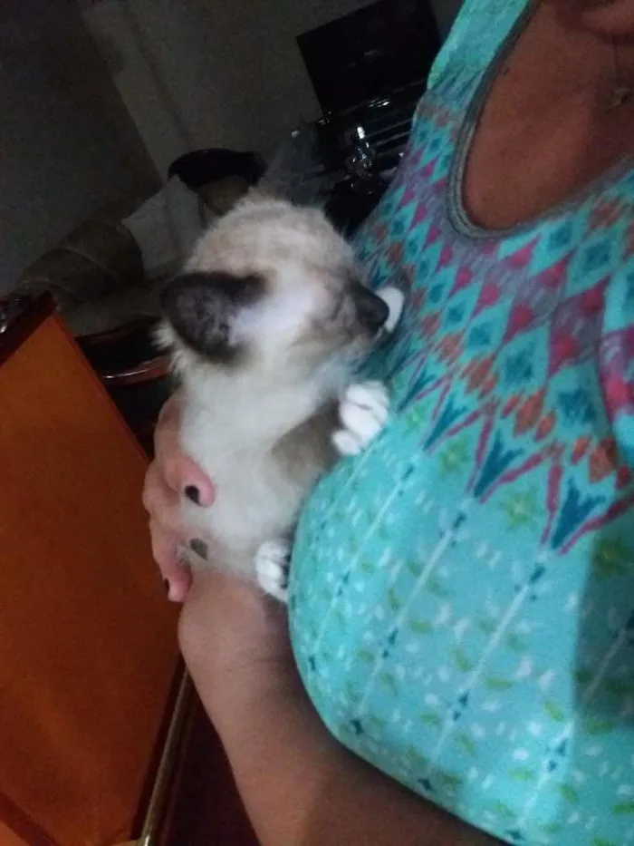 Gato ra a Siames  idade Abaixo de 2 meses nome Filó