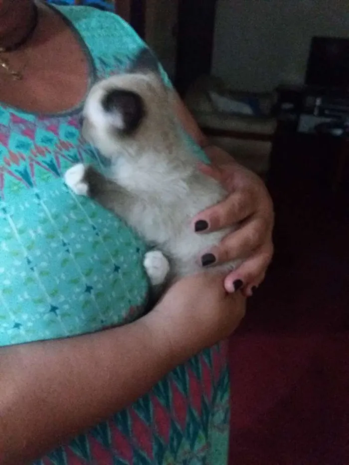 Gato ra a Siames  idade Abaixo de 2 meses nome Filó