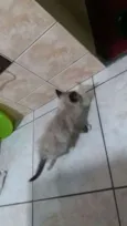 Filó