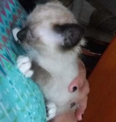 Gato ra a Siames  idade Abaixo de 2 meses nome Filó
