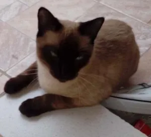Gato raça Siamês  idade 7 a 11 meses nome Tibilico