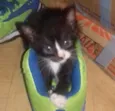 Gato
