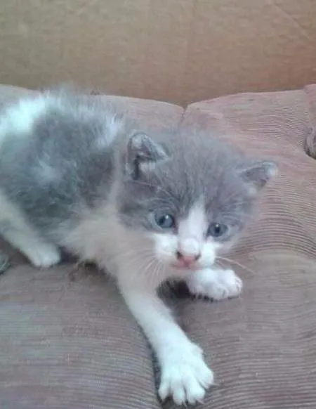 Gato ra a SRD idade Abaixo de 2 meses nome Ursinho