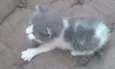 Ursinho