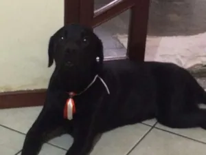 Cachorro raça Labrador idade 7 a 11 meses nome negao