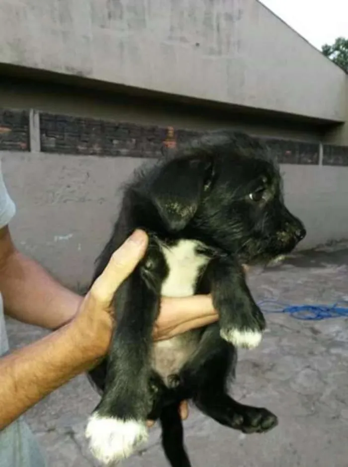 Cachorro ra a Não sei idade 2 a 6 meses nome Sem nome