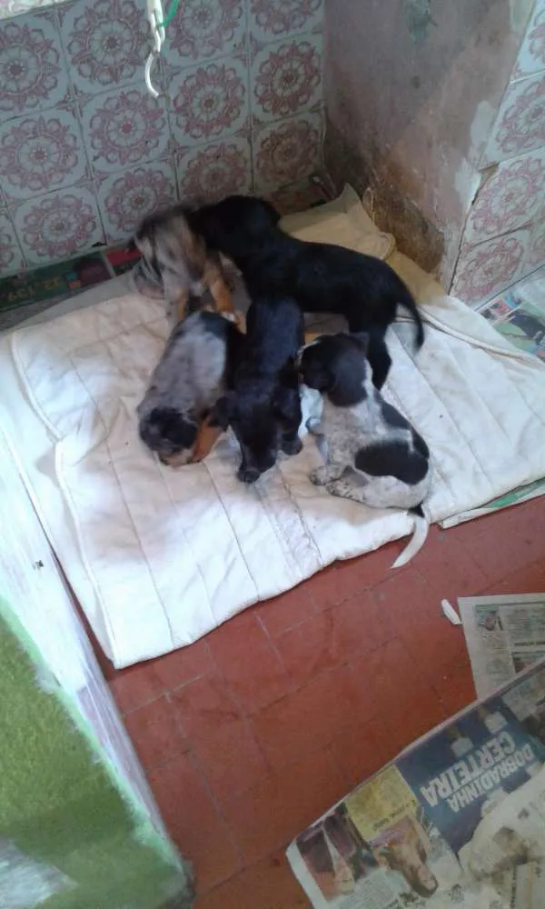 Cachorro ra a Não sei idade 2 a 6 meses nome Sem nome