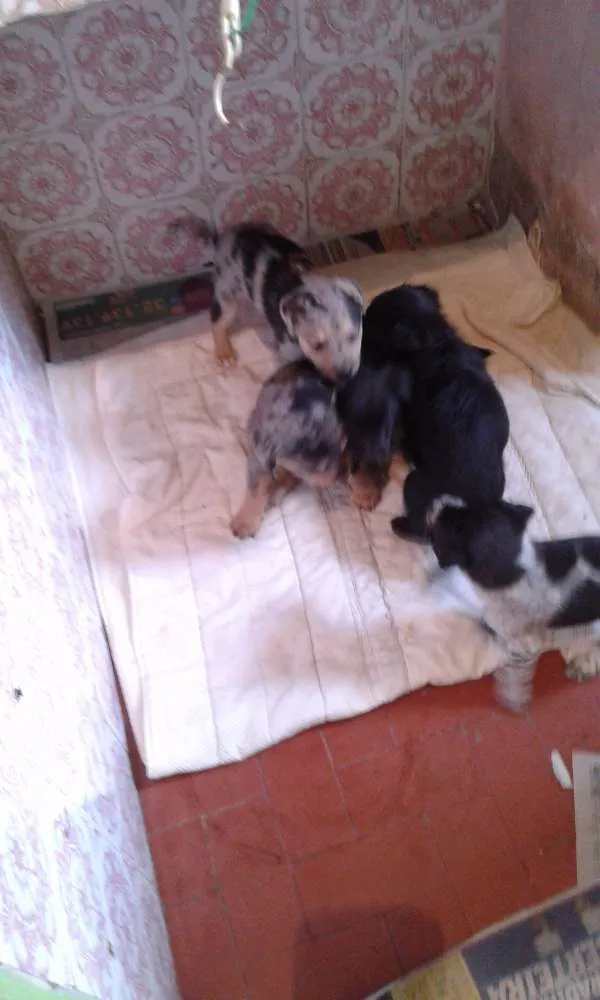 Cachorro ra a Não sei idade 2 a 6 meses nome Sem nome