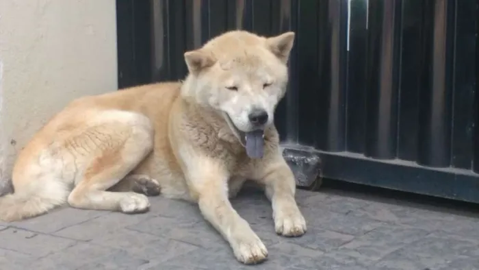 Cachorro raça  idade 2 a 6 meses nome billy