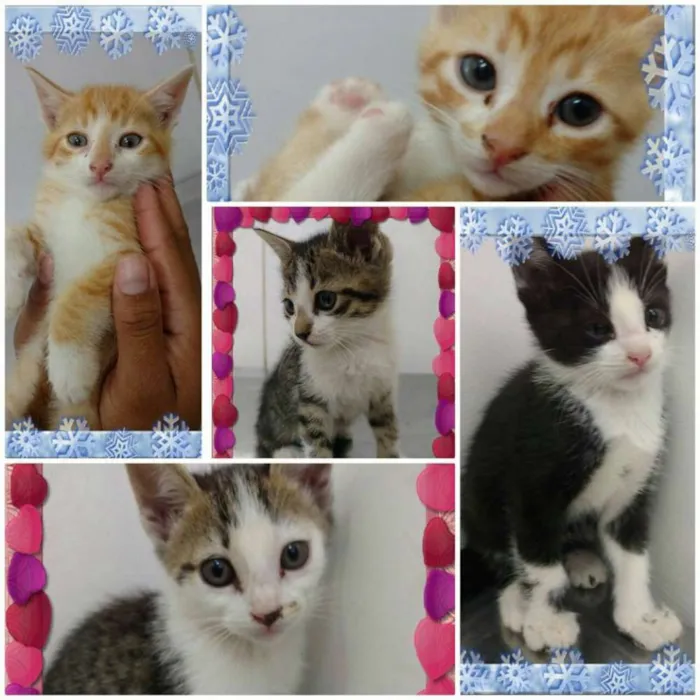 Gato ra a SRD idade Abaixo de 2 meses nome Ninhada