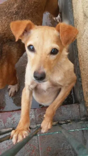 Cachorro raça mista  idade 7 a 11 meses nome NAOMY