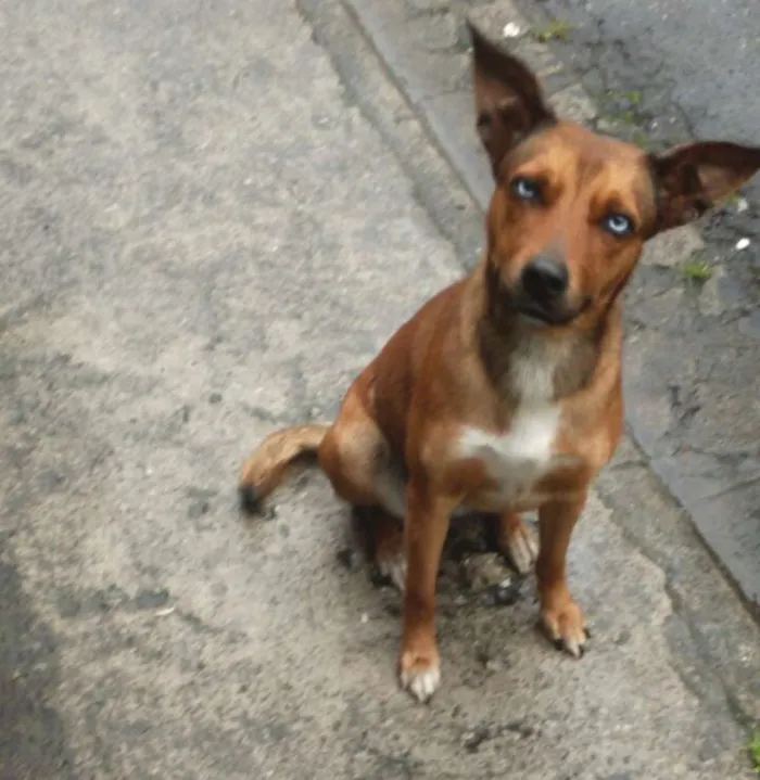 Cachorro ra a SRD idade 2 anos nome Bella