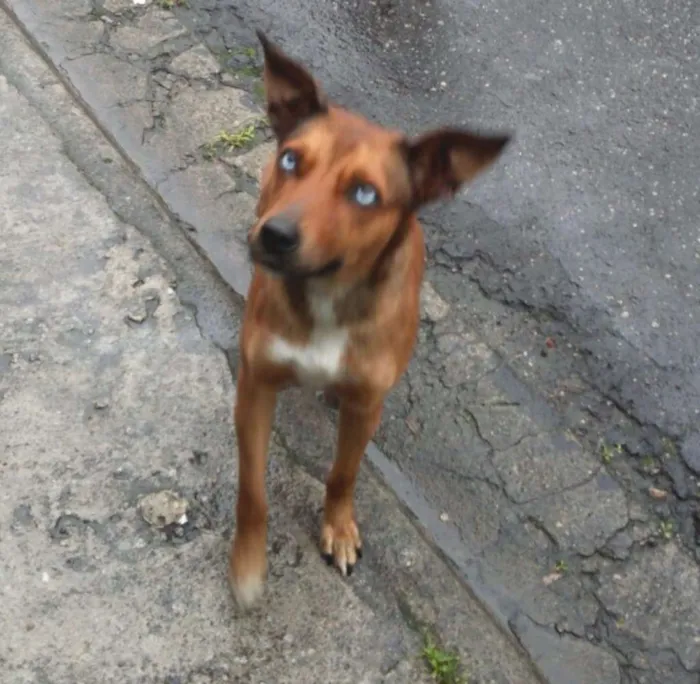 Cachorro ra a SRD idade 2 anos nome Bella
