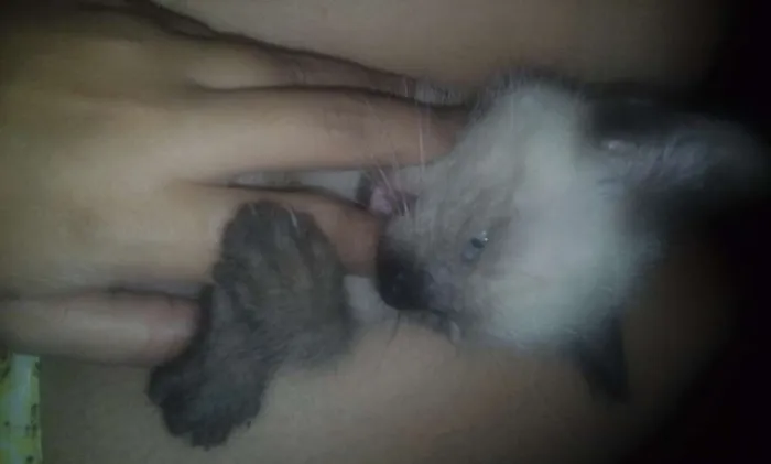 Gato raça SRD idade 2 a 6 meses nome Ambrósio